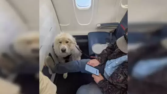 Frustrated and perplexed, the passenger shared their experience on social media, calling it an “absolute joke.” They expressed disbelief at being asked to move for an animal, especially after having been granted the upgrade in the first place.