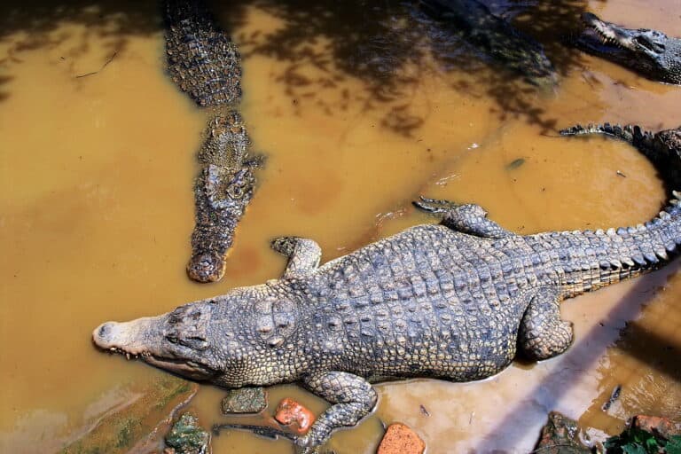 "Clever" Crocodiles in Indonesia: Viral Video Shows Them Faking Death to Lure Humans