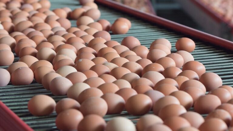 US-TURNS-TO-BRAZIL-FOR-EGGS